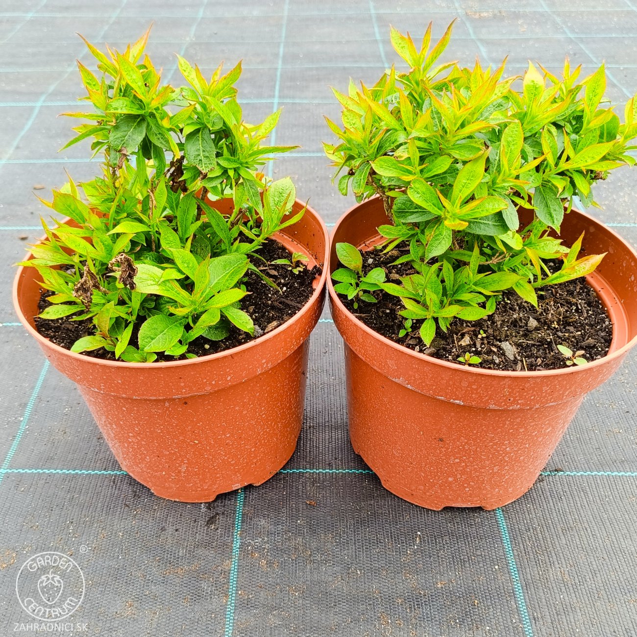 Obrázok Vajgela kvetnatá (Weigela florida) ‘PICOBELLA ROSA’® - výška 10-15 cm, kont. C2L